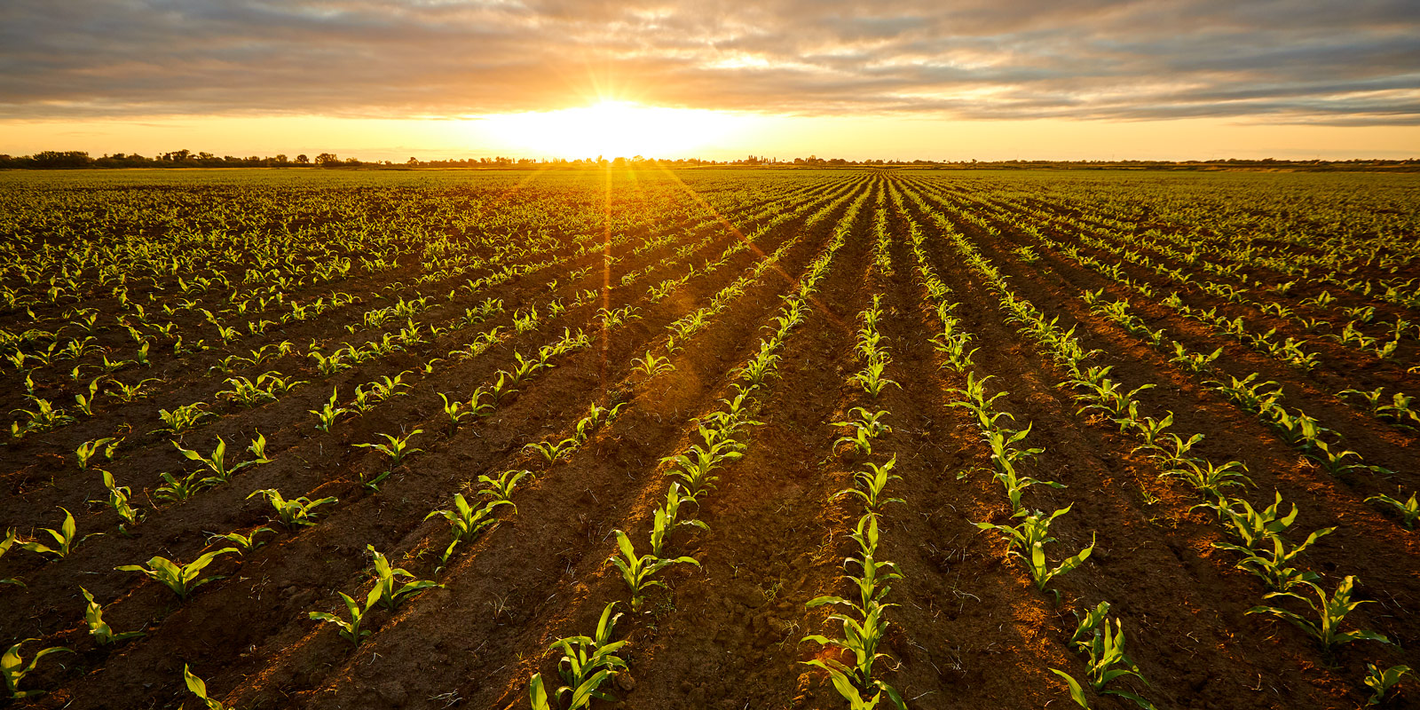 230508_Corn_3101